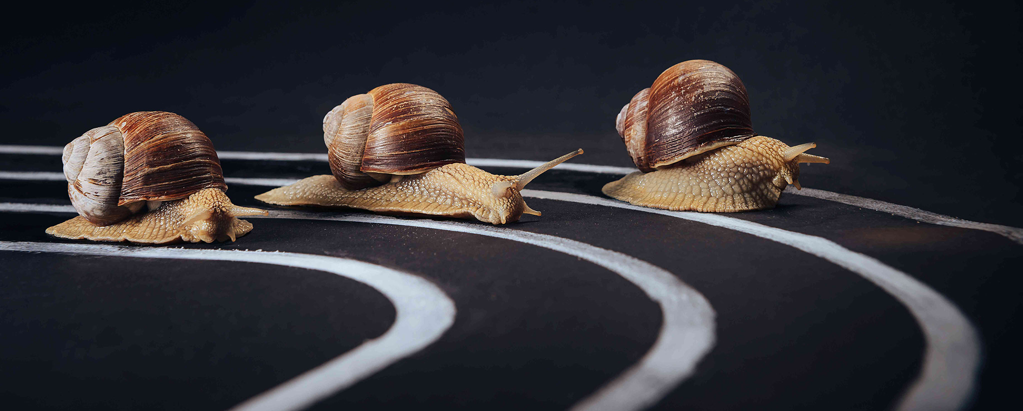 Drei Schnecken liefern sich auf einer Laufbahn ein Wettrennen