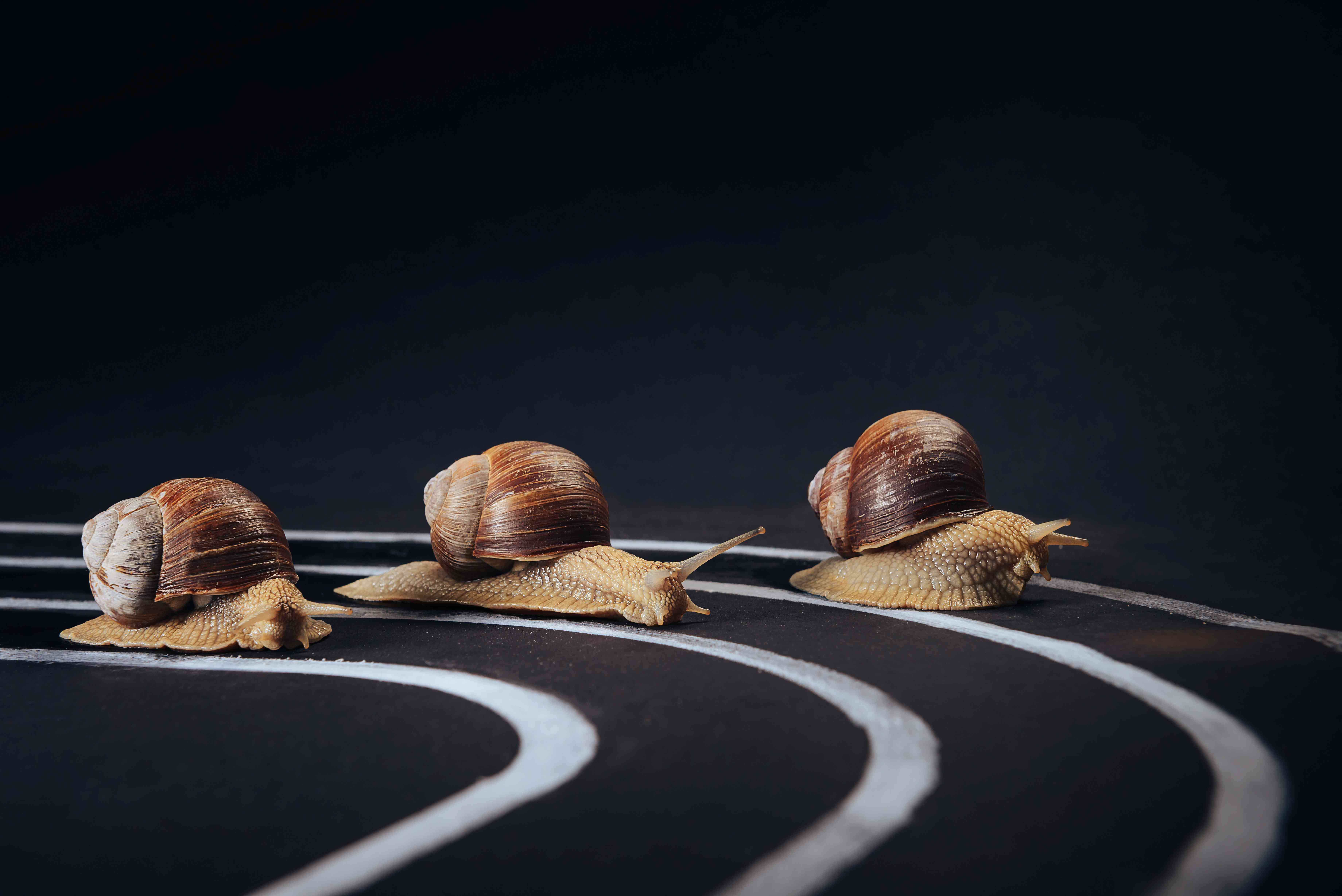 Drei Schnecken liefern sich auf einer Laufbahn ein Wettrennen